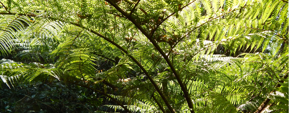 Tree Fern in Gardens